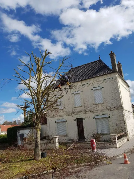 Elagage à Hesdin, Hesdin, Laurent Paysagiste