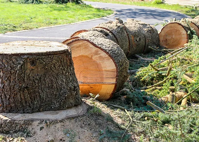Abattage d'arbres à Hesdin, Hesdin, Laurent Paysagiste