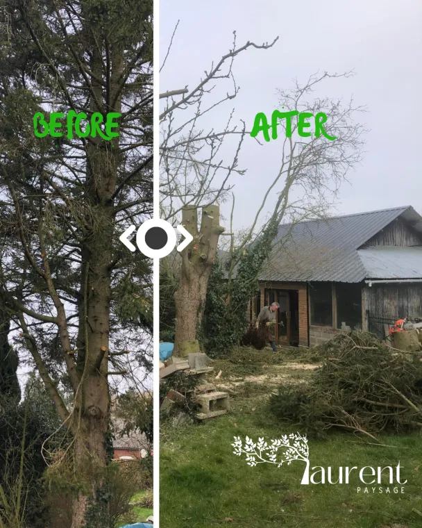 Avant et après d'un élagage d'un arbre à Le Crotoy par Laurent Paysagiste, Hesdin, Laurent Paysagiste