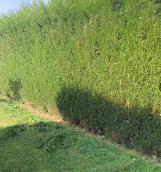 Taille de haie à Hesdin avec Laurent Paysagiste, Hesdin, Laurent Paysagiste